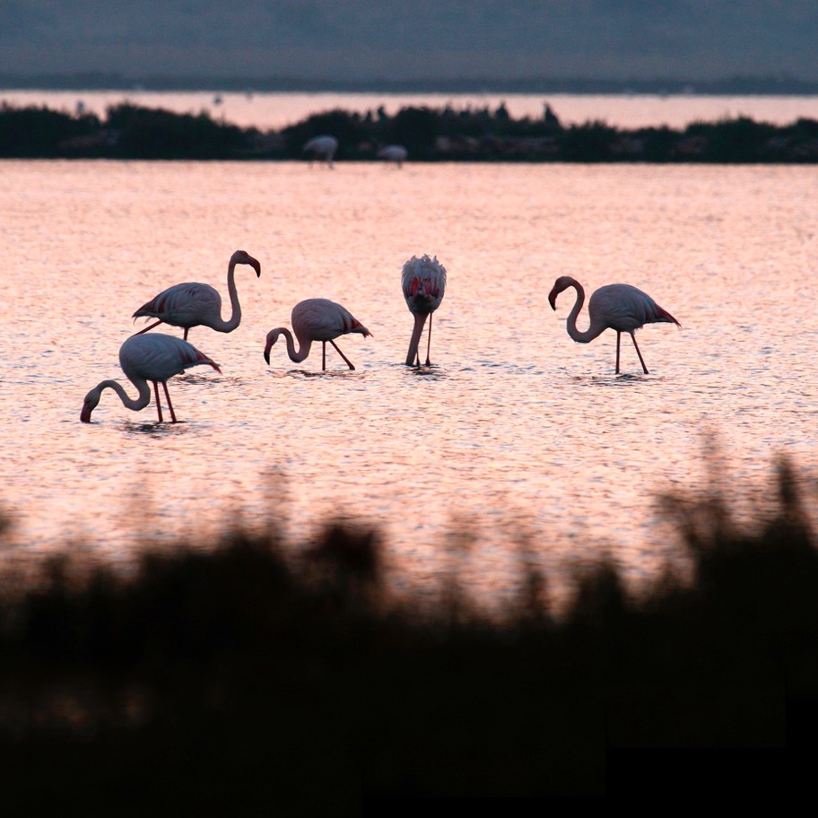 Flamencos en Cabo de Gata
